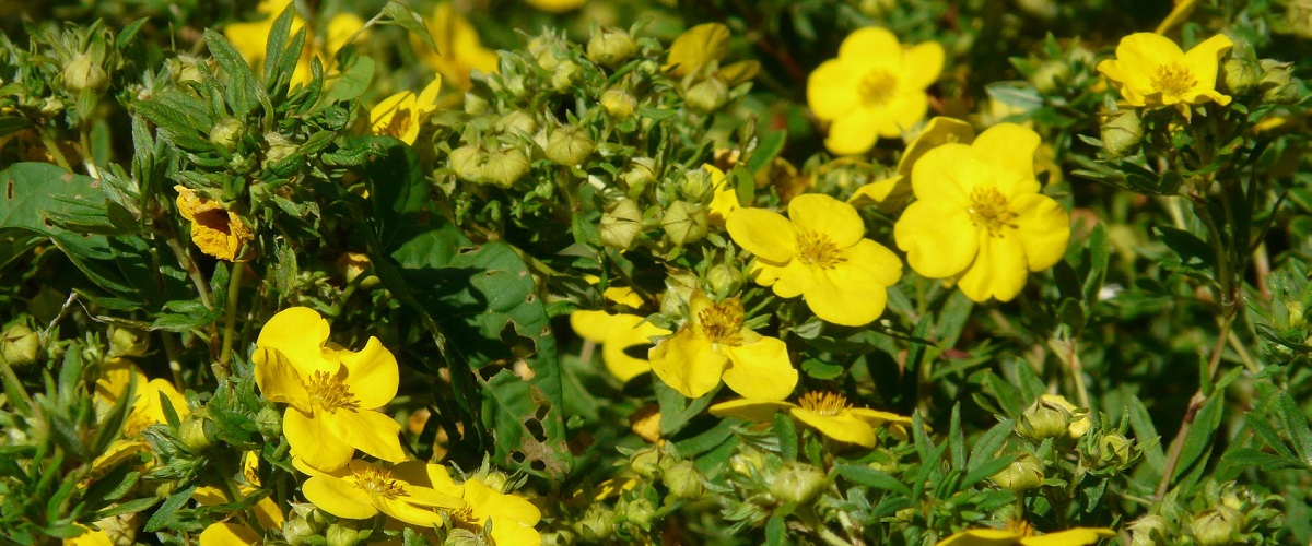 mochna (potentilla fruticosa)